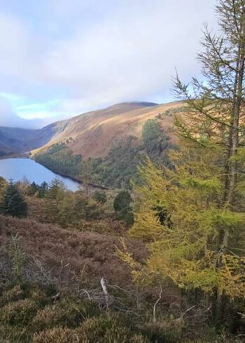 Derrybawn Woodland Trail from Laragh Free Carpark (Orange Route)