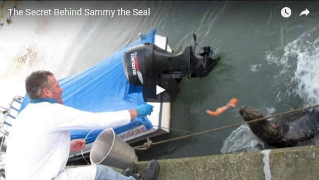 The Secret Behind Sammy The Seal Wicklow County Tourism