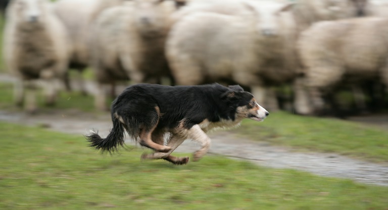 International Sheepdog Trials 2023