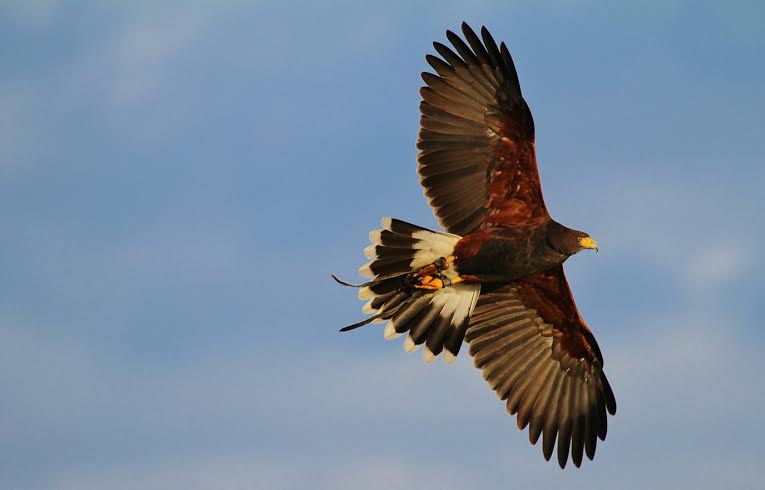 Visit The British Bird Of Prey Centre