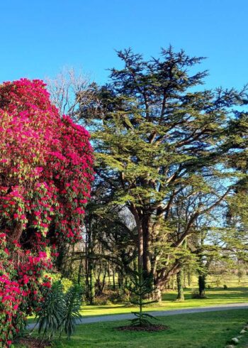 Rhododendron Week @ National Botanic Gardens, Kilmacurragh
