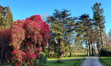 rhododendrons-festival-kilmaccuragh