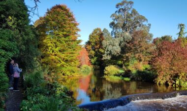 trees-wicklow trees-wicklow