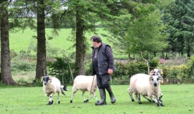 Shepherd_Experience_3