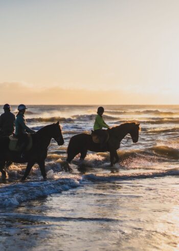 Top Equestrian Activities in Wicklow