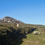 Wicklow Ambassador Iwona 3