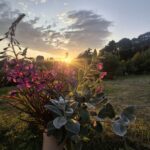 Wicklow Ambassador Iwona 4