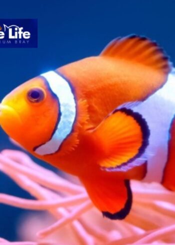 Marine Life Bray